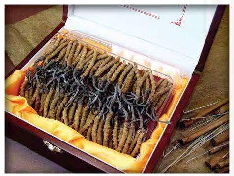 无为冬虫夏草回收